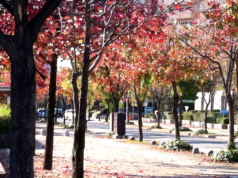 福岡市総合図書館の前の道