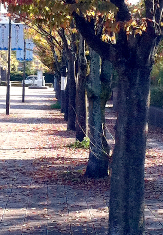 福岡市総合図書館の前の道