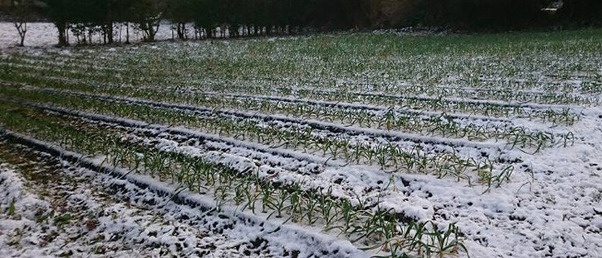 garlic-field blogimage