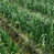 aomori-garric01 blog_thumb