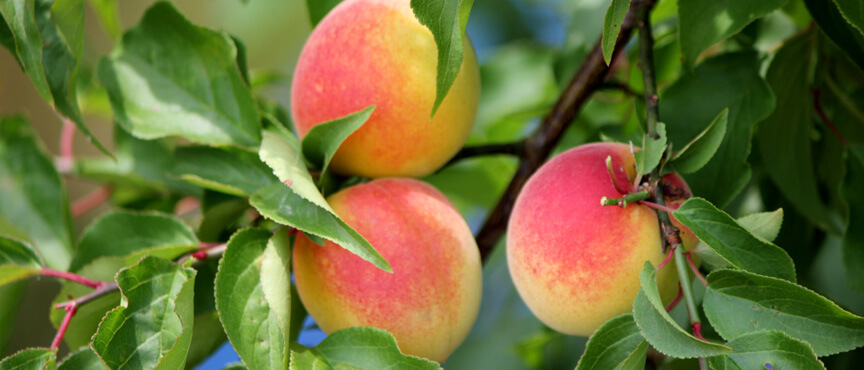 ume blogimage