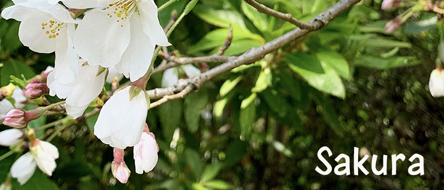 sakura blogimage